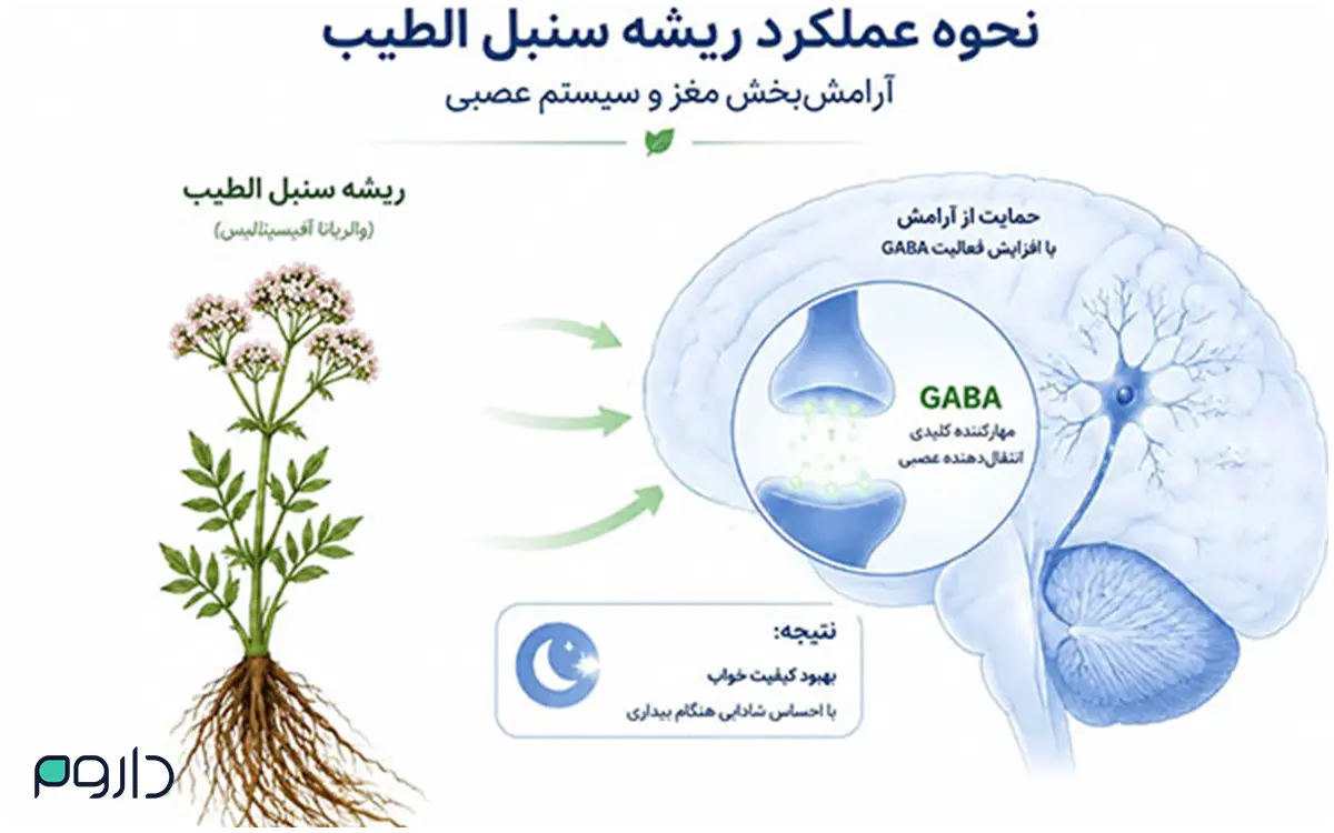 نحوه اثر ریشه سنبل‌الطیب بر مغز و افزایش فعالیت گابا برای آرام‌سازی.
