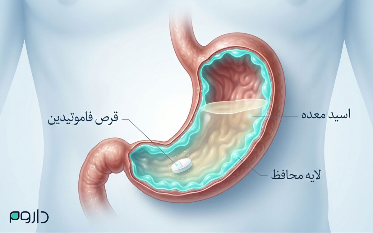 مکانیسم اثر فاموتیدین؛ ایجاد لایه محافظتی و مهار اسید معده.
